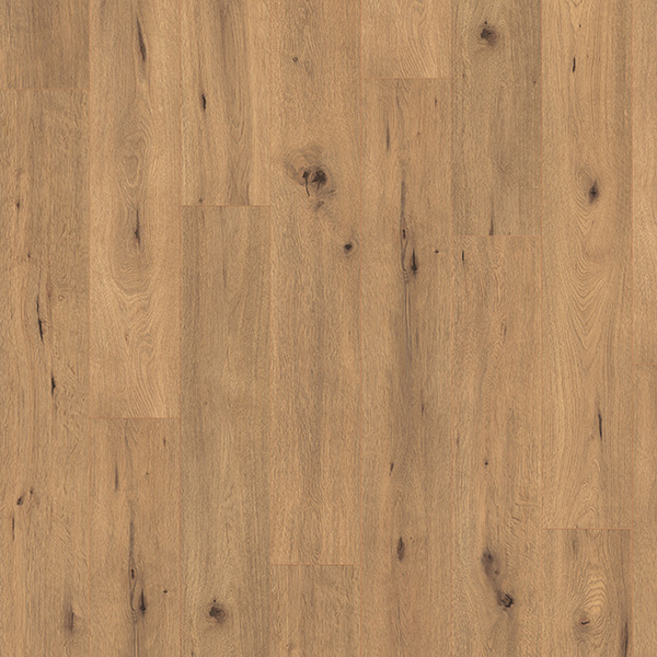 Oak Carpatian